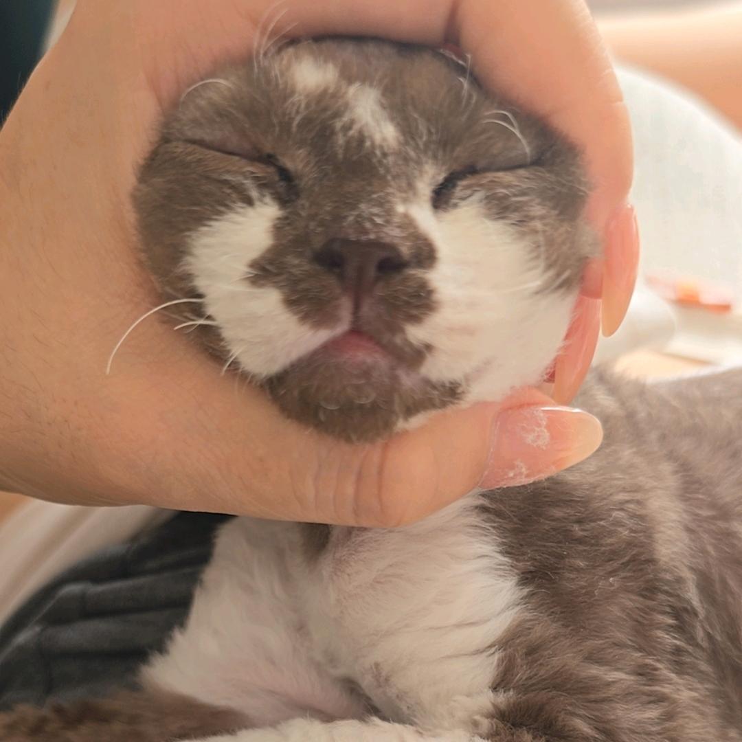 夏季芭乐