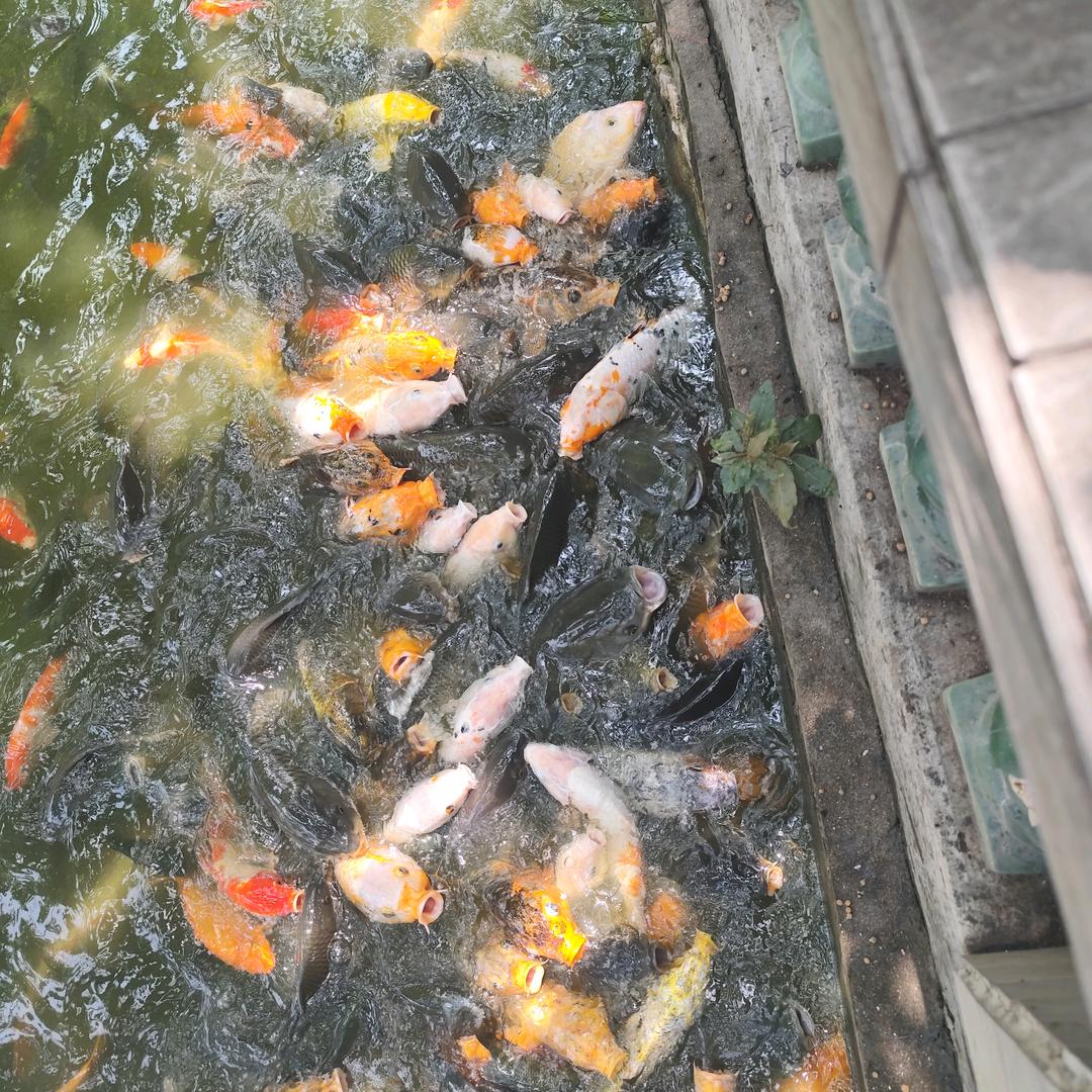 🍀小（田）不甜😜😜