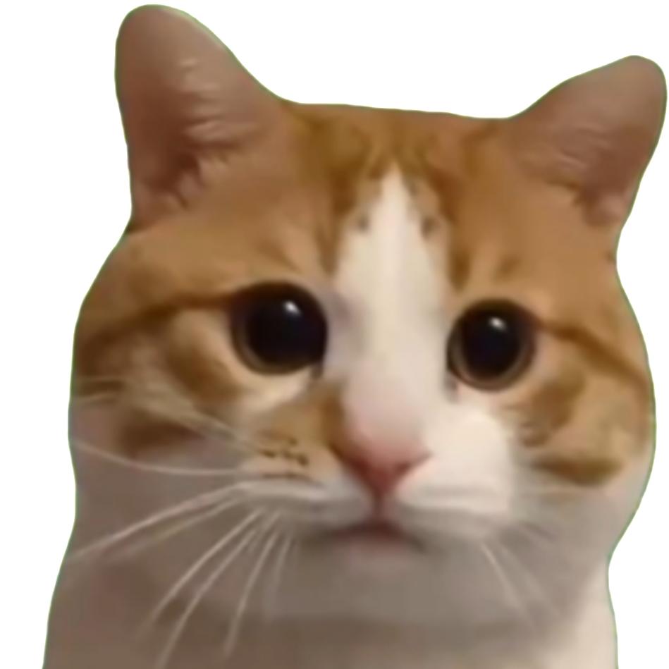 一只单纯的猫
