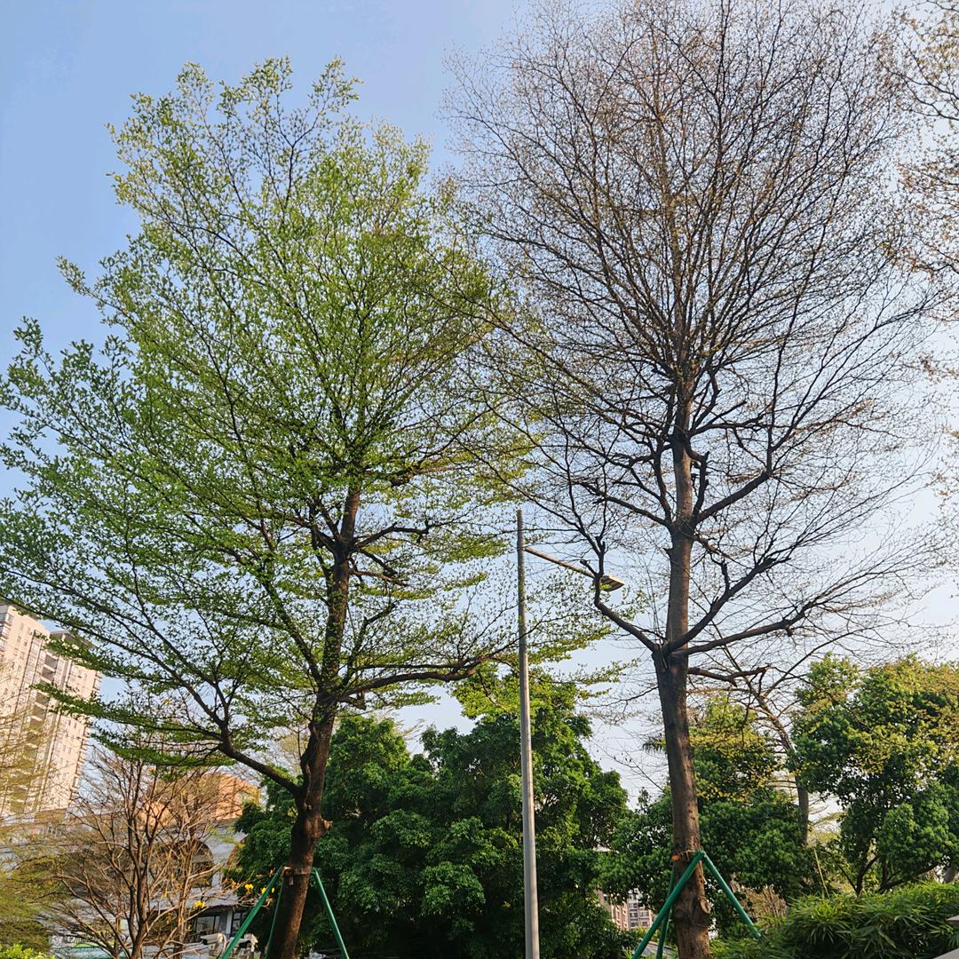 折枝寄春风