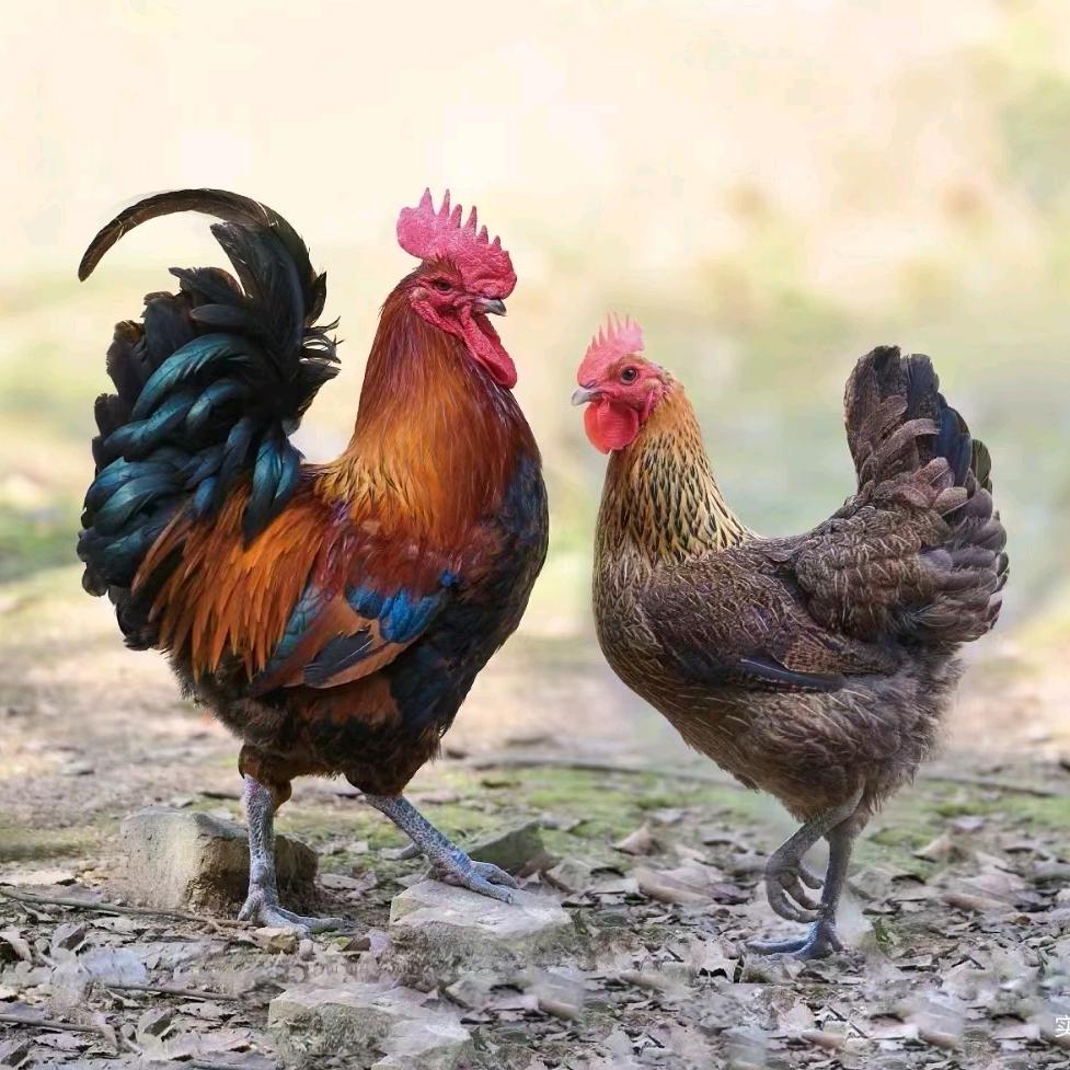 散养土鸡王亏本清