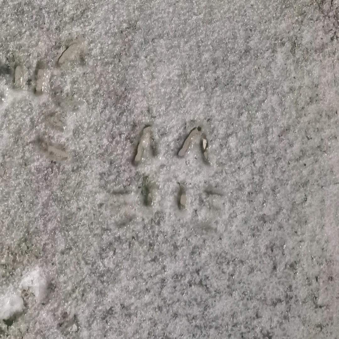猫眼螺