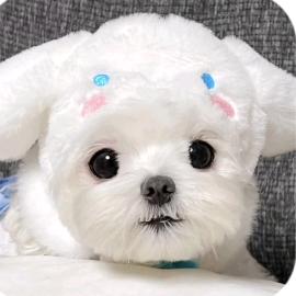 .。.。