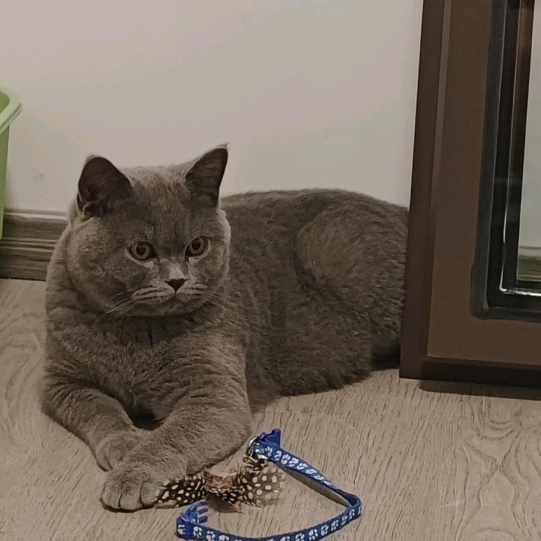 咪咪