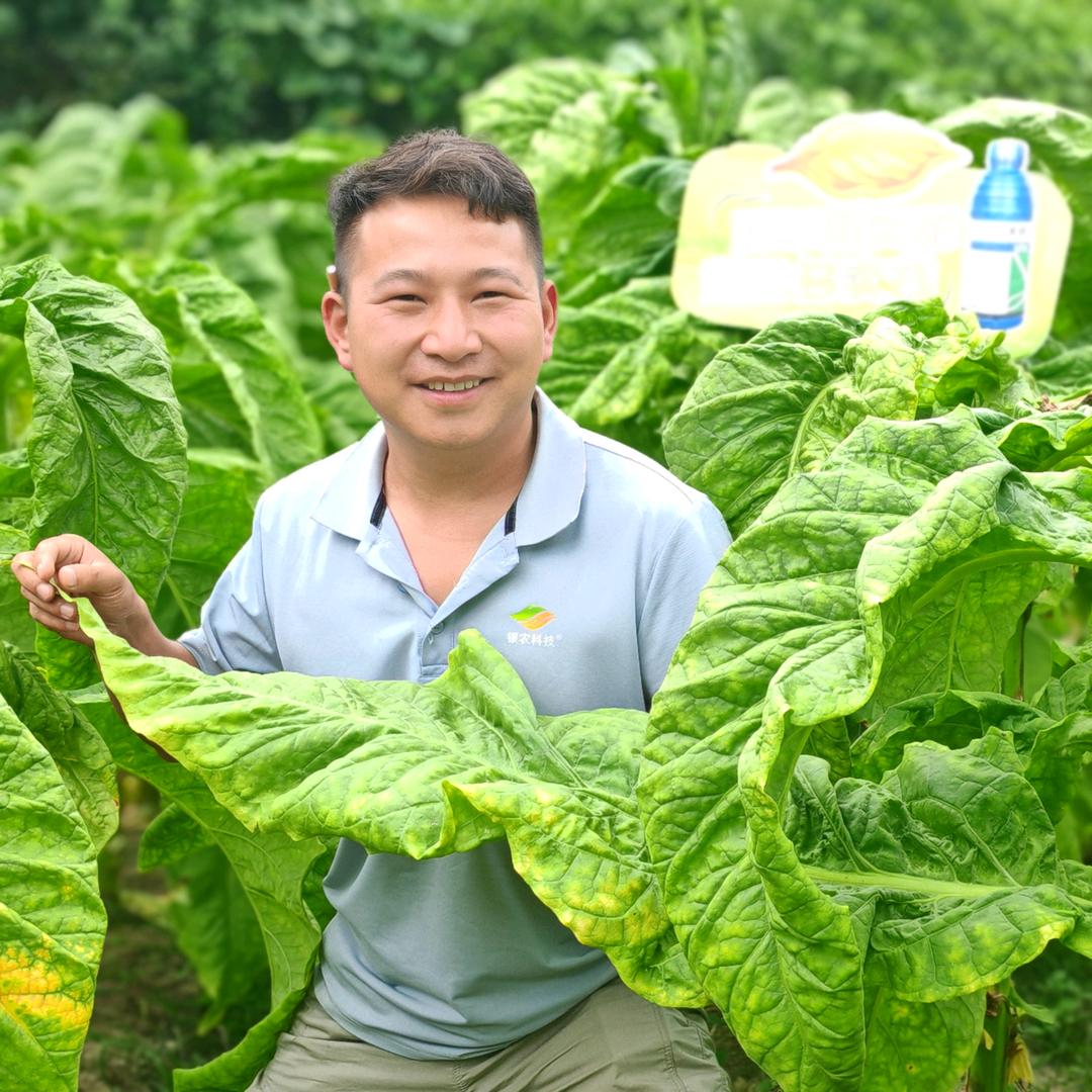 行走在烟地的小陈