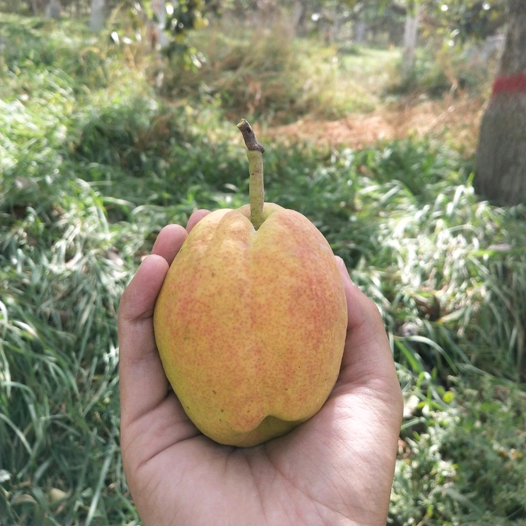 西域鲜果精选