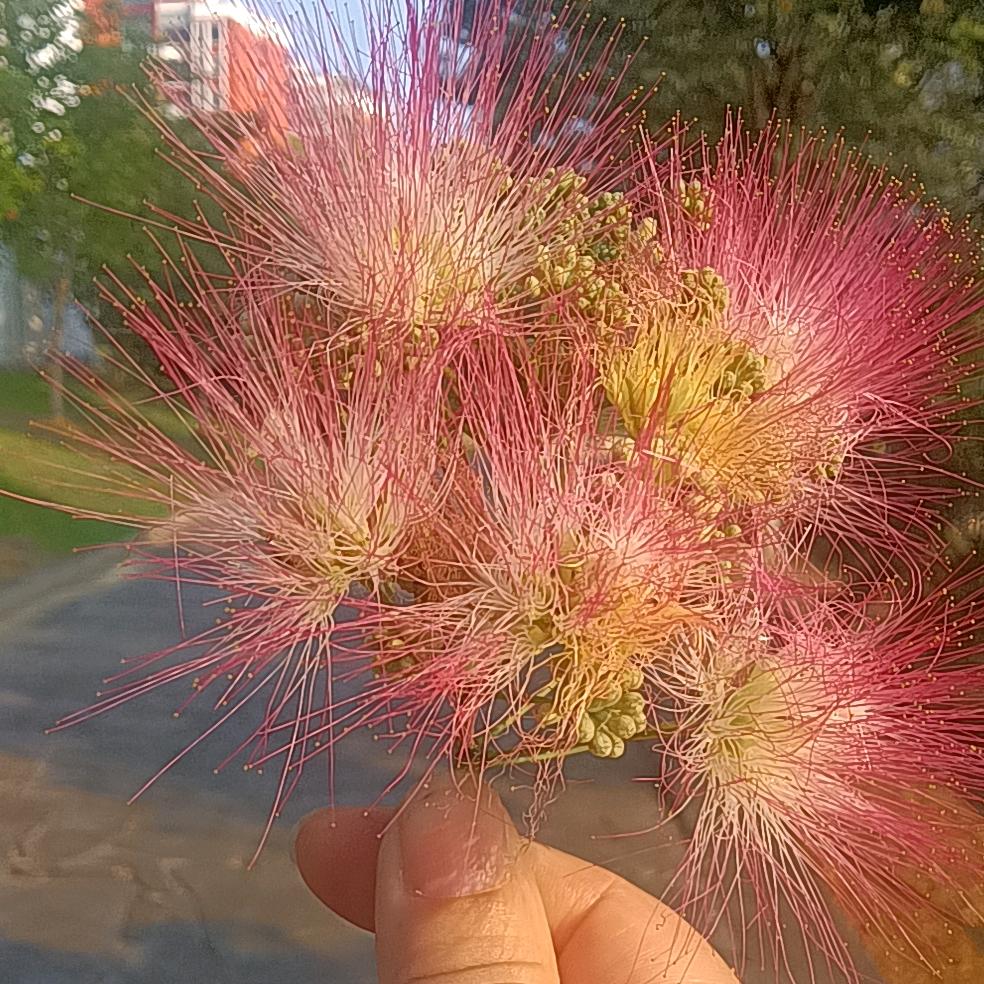 一抹虹