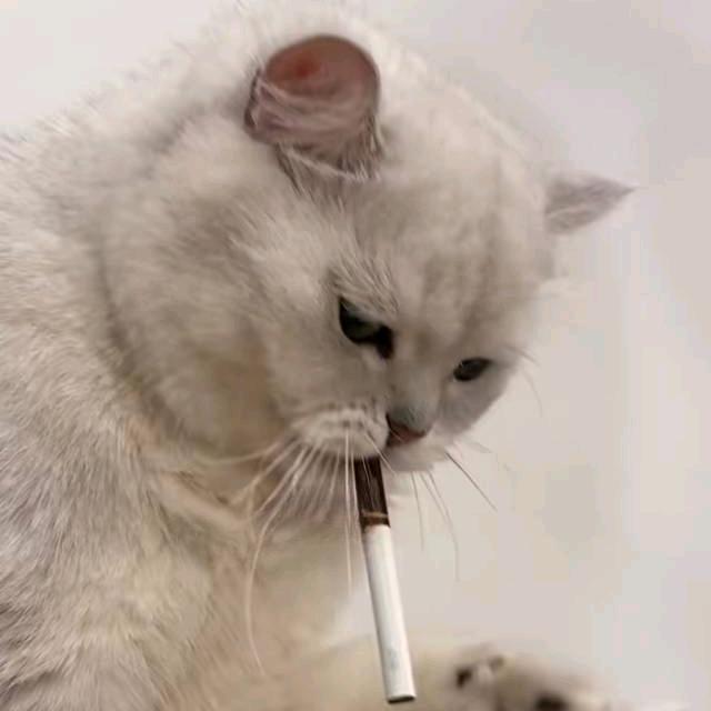 炒饭一碗