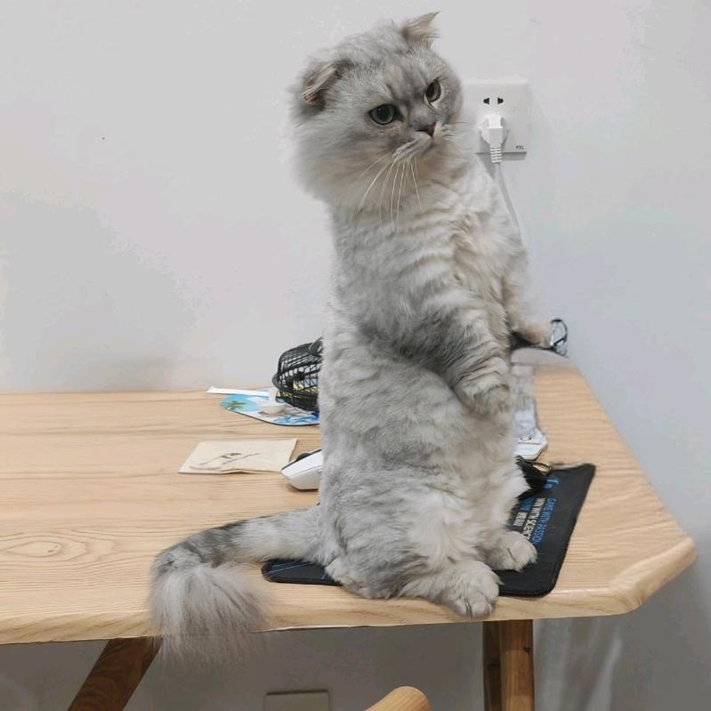 想要养一只短毛矮脚起司