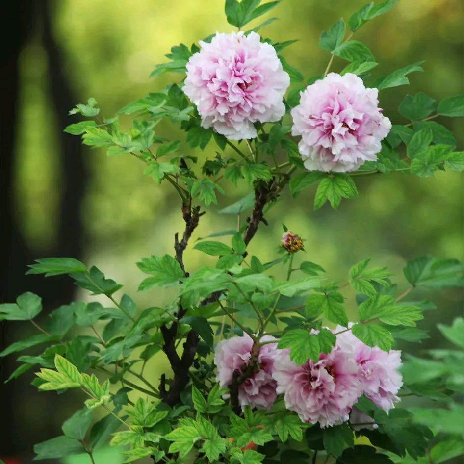 春暖花开