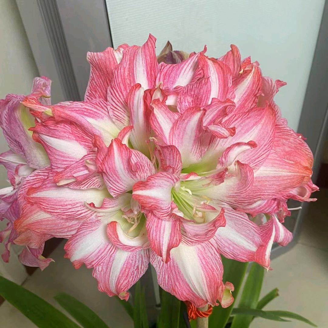 锦程园艺朱顶红