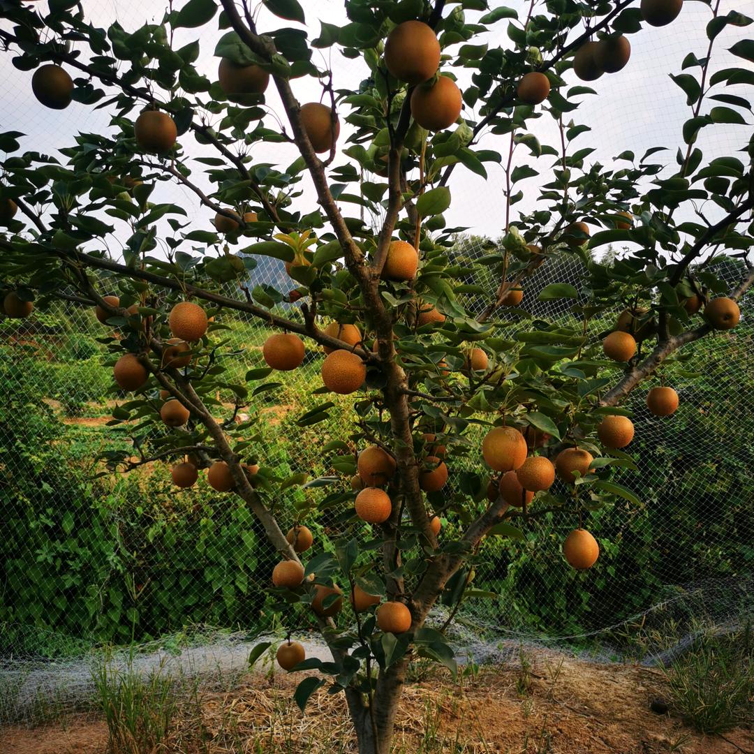 爱上你是我的错