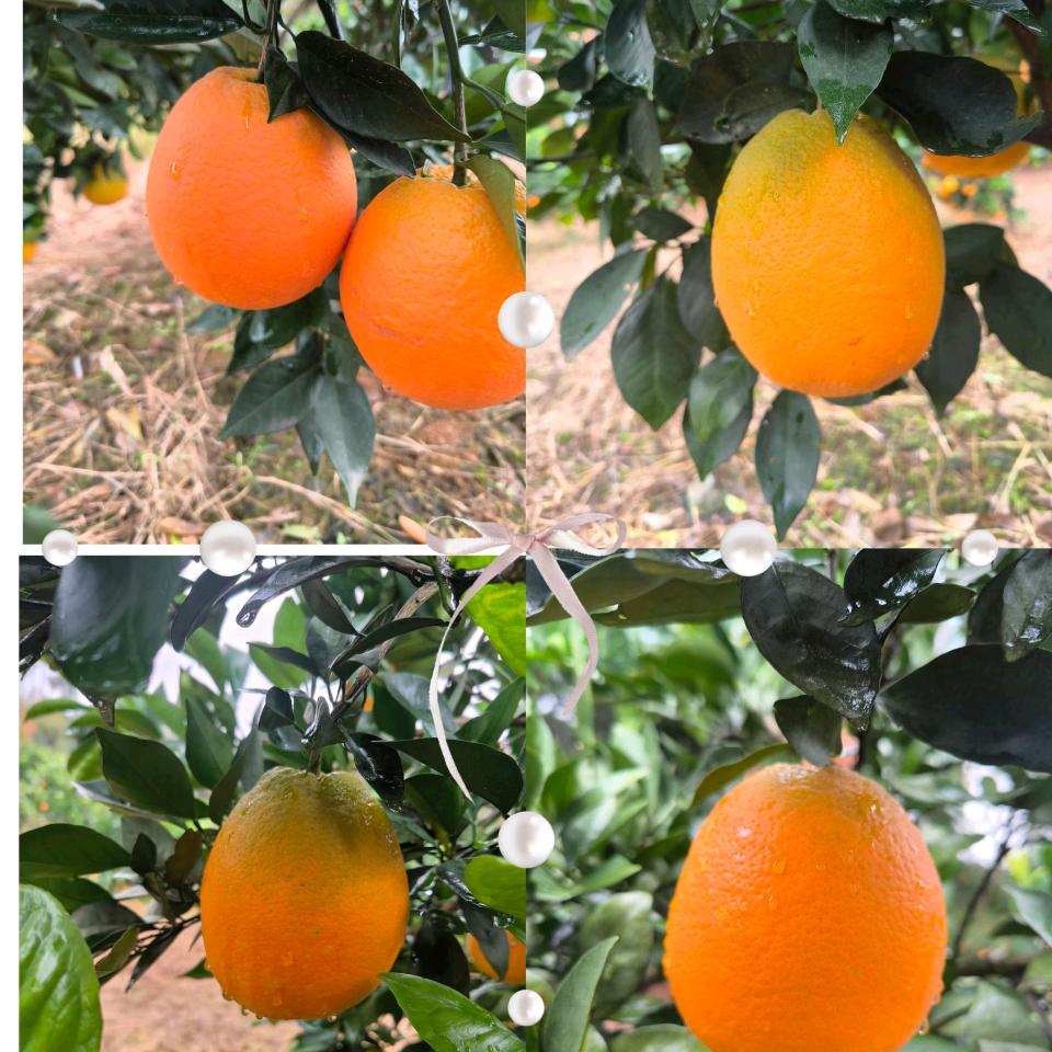 松滋市容姐土特产店