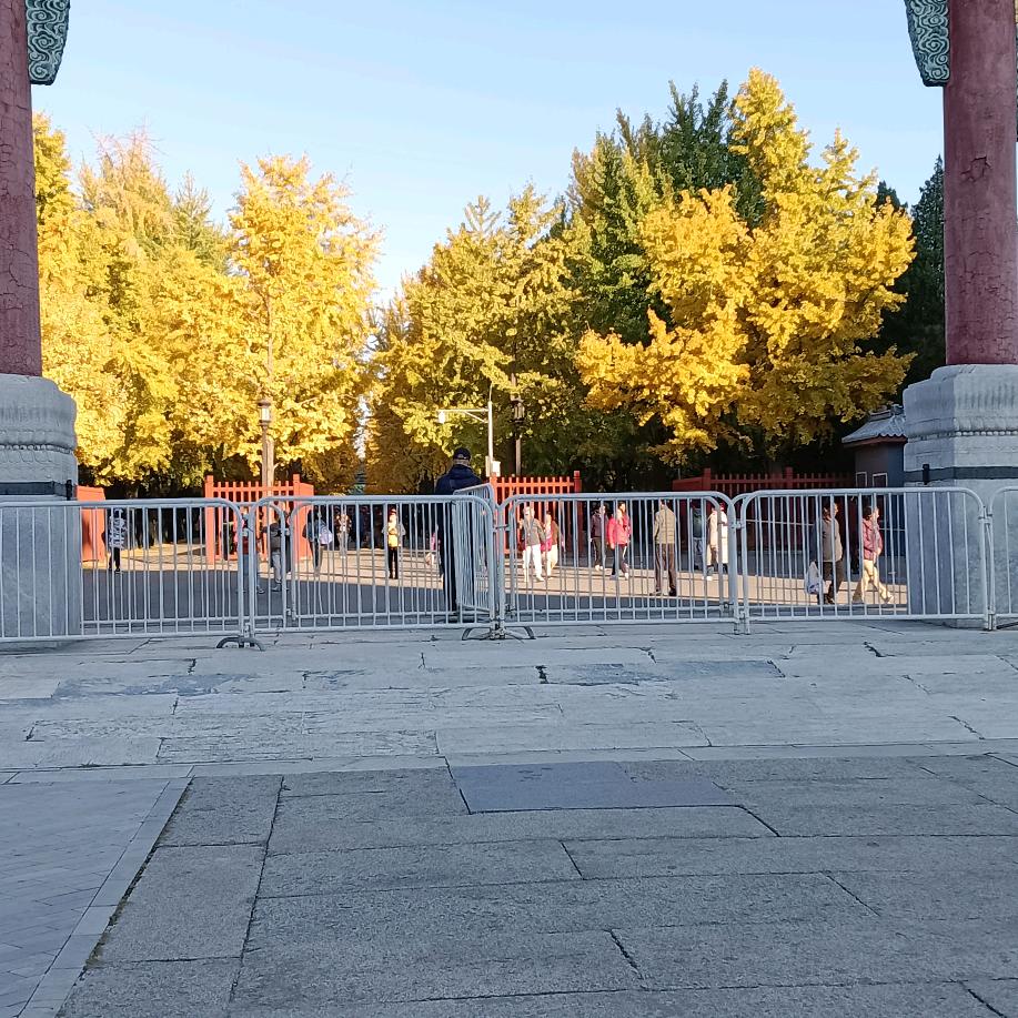 枫林