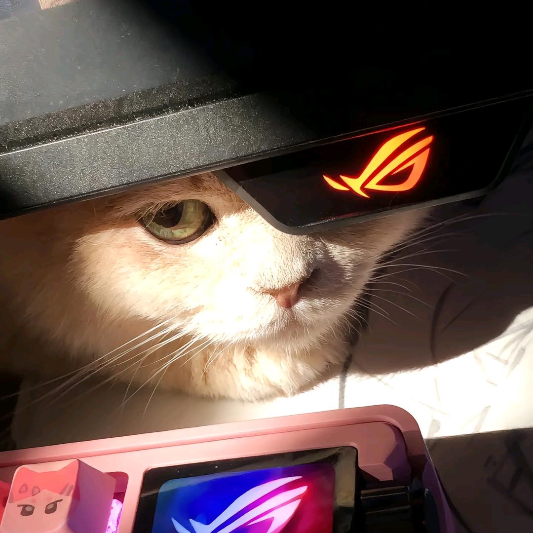 小熊