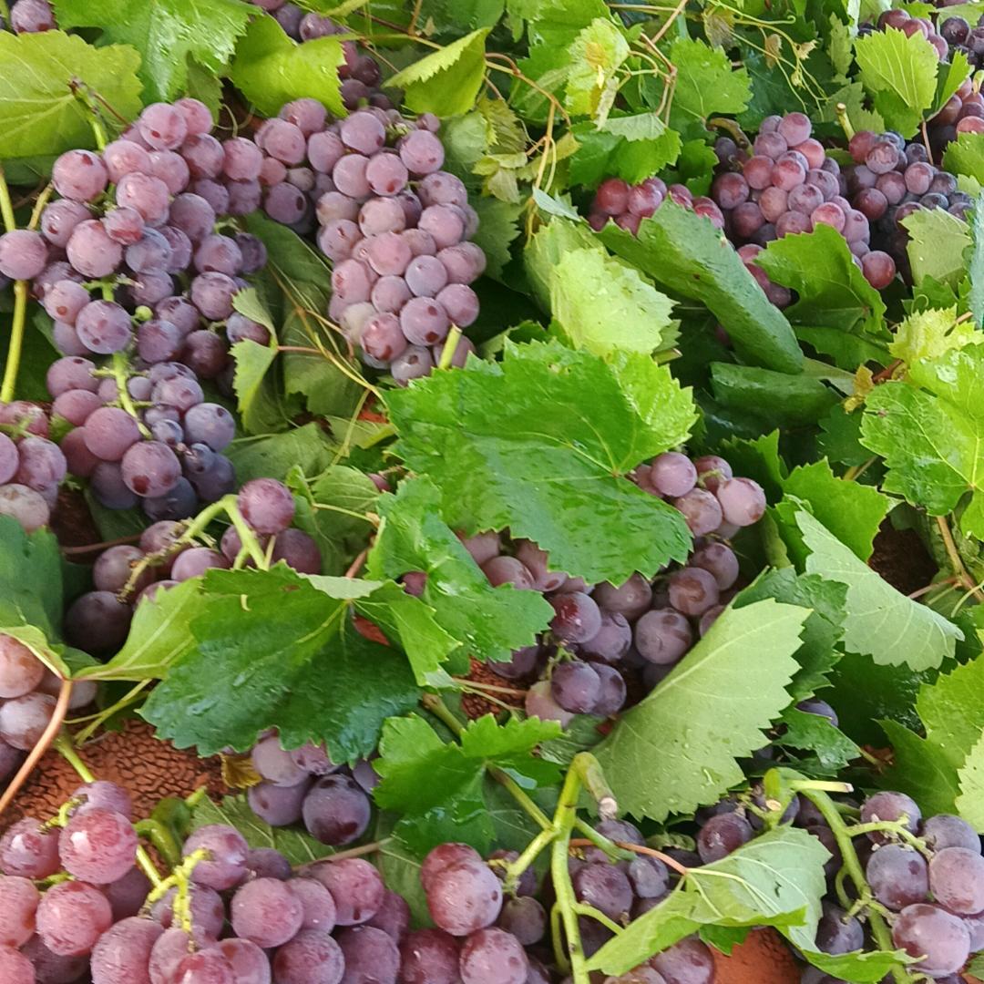 彪哥下乡包桌红白喜事