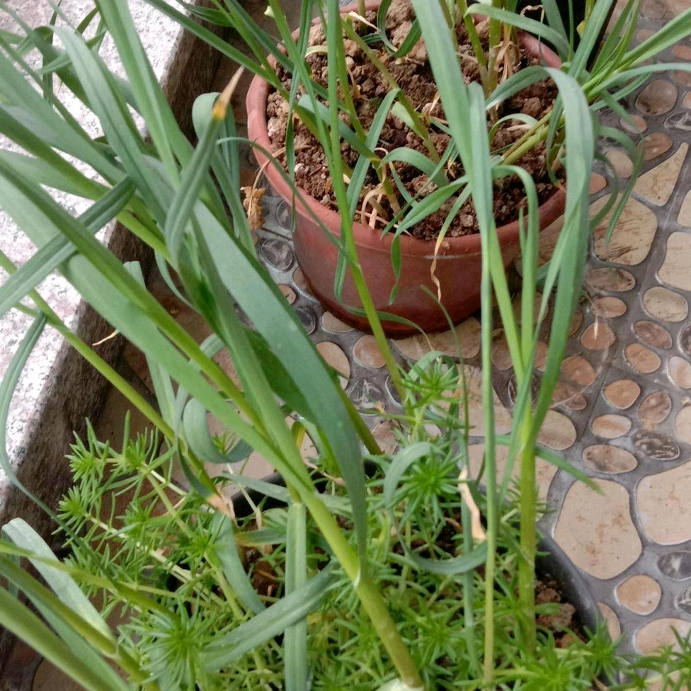 石柱🦜🦜刘幺妹