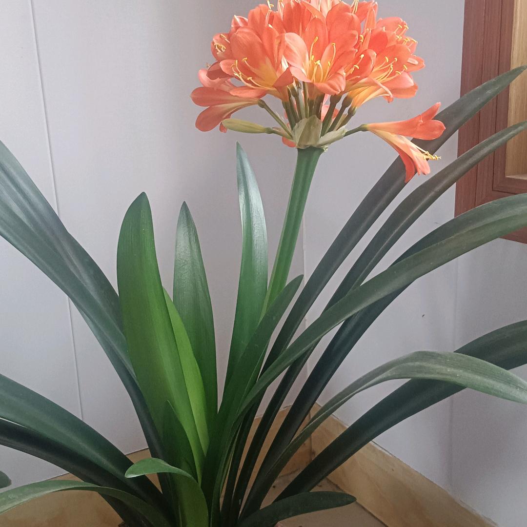 河边小草