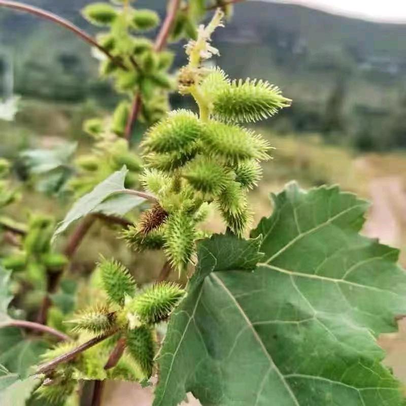 痔苍草