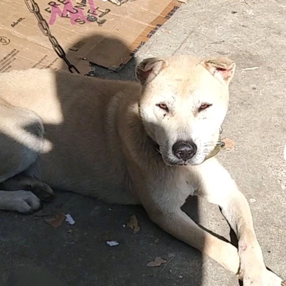 河池→阿力🇨🇳