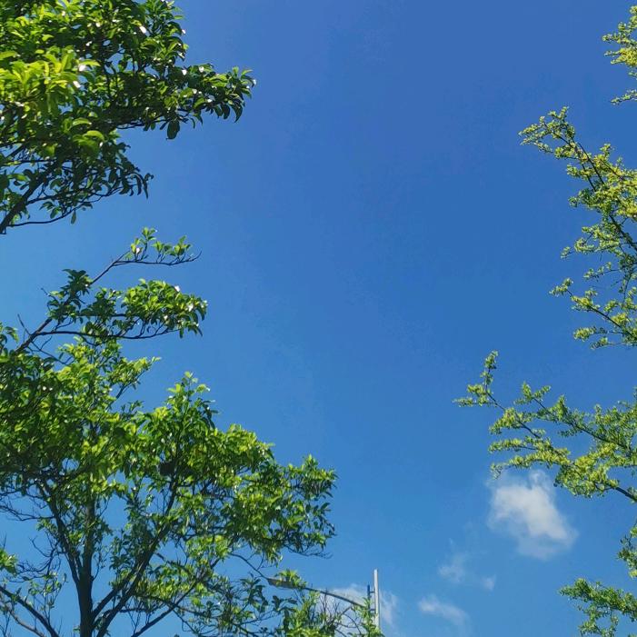 洋芋炖土豆不放马铃薯