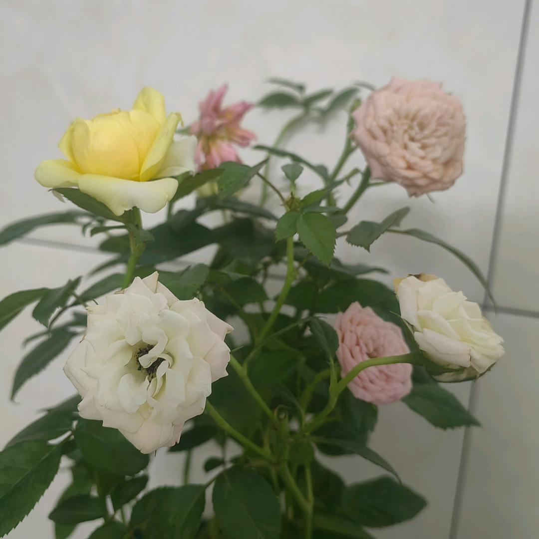 怡怡恒恒