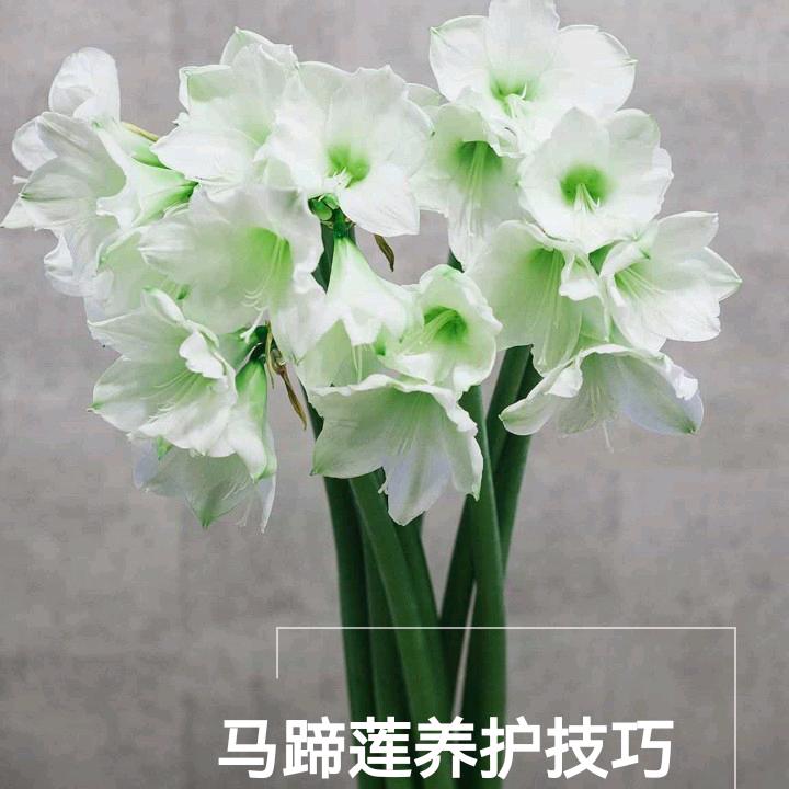 上山狼