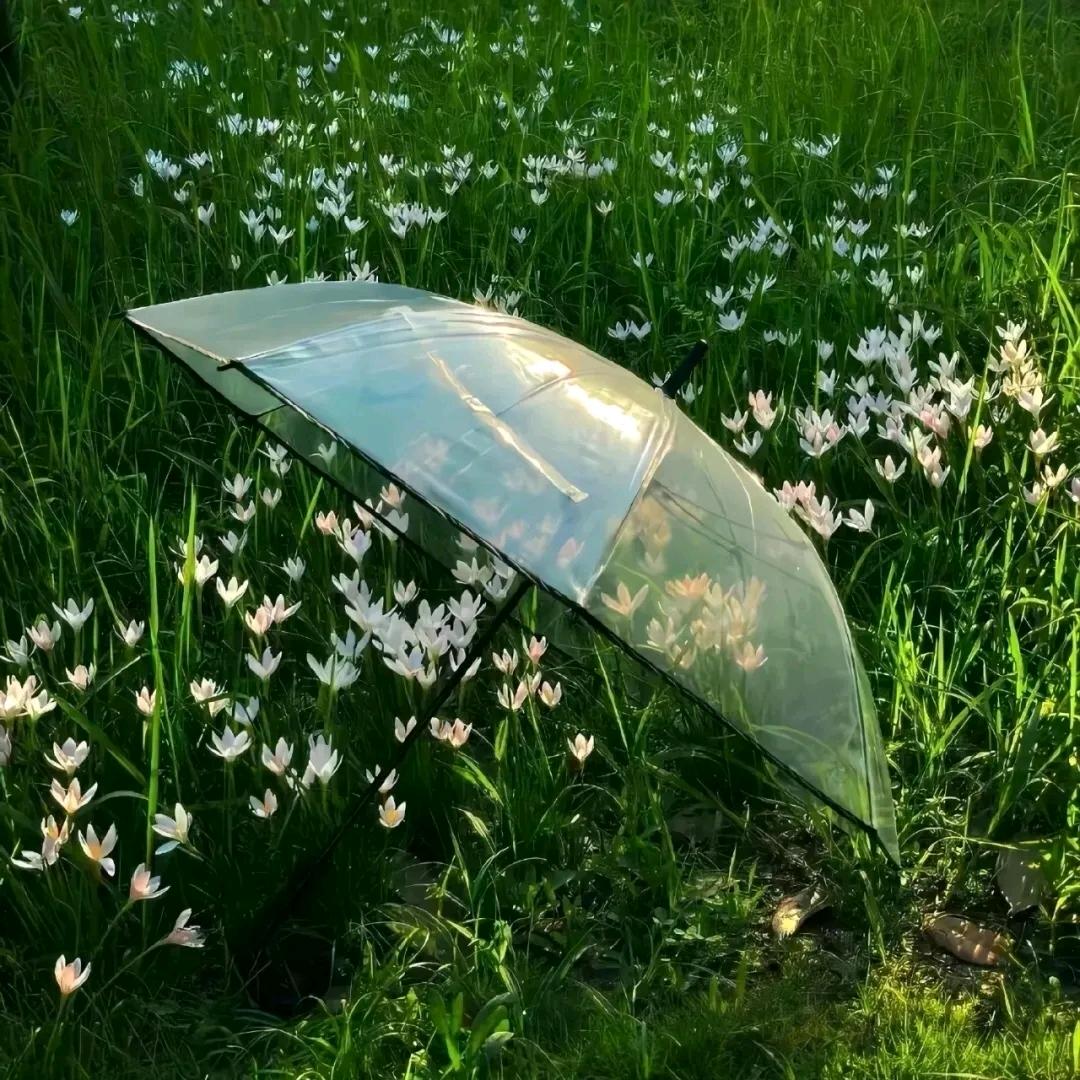 叶子🍃🍃🍃