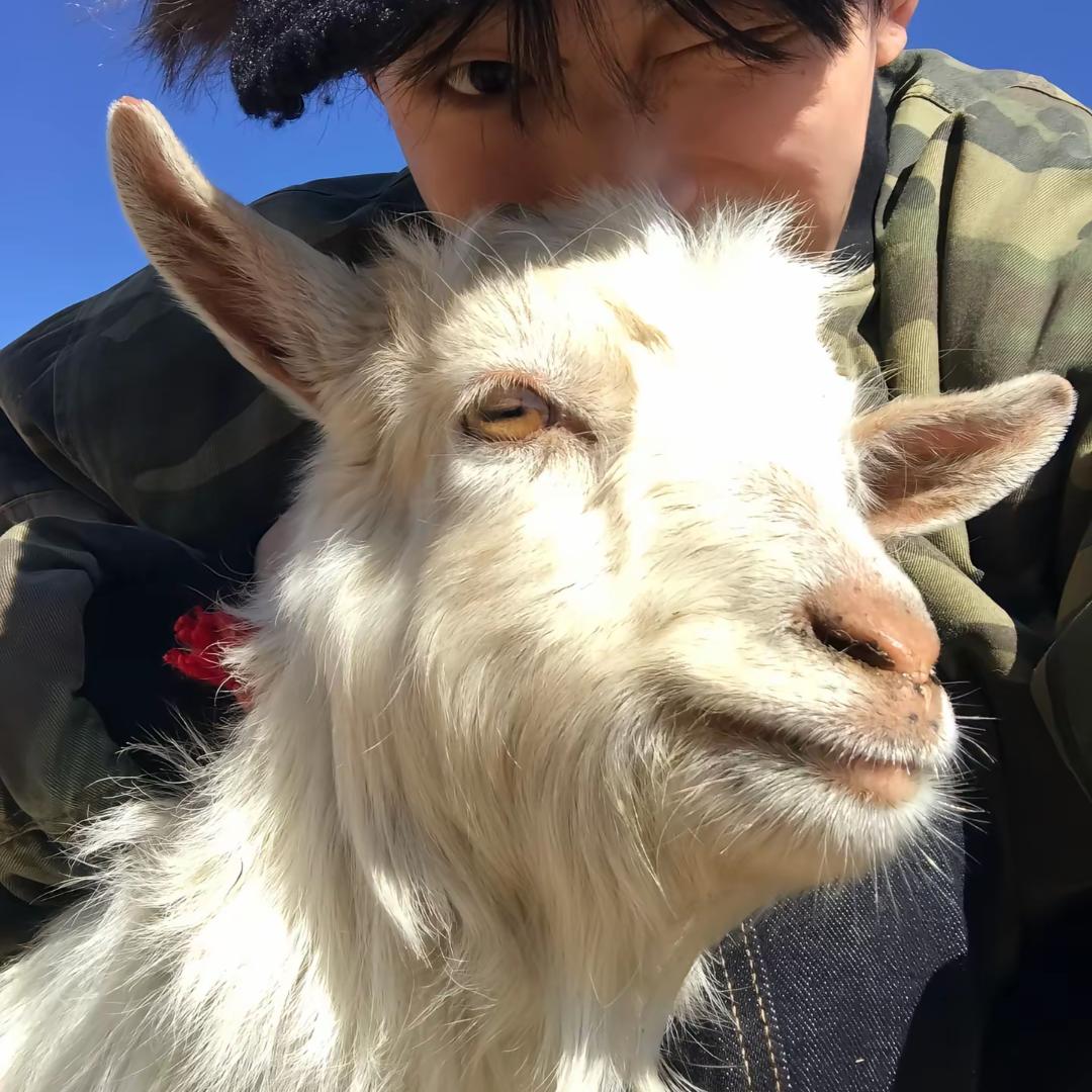 🐏