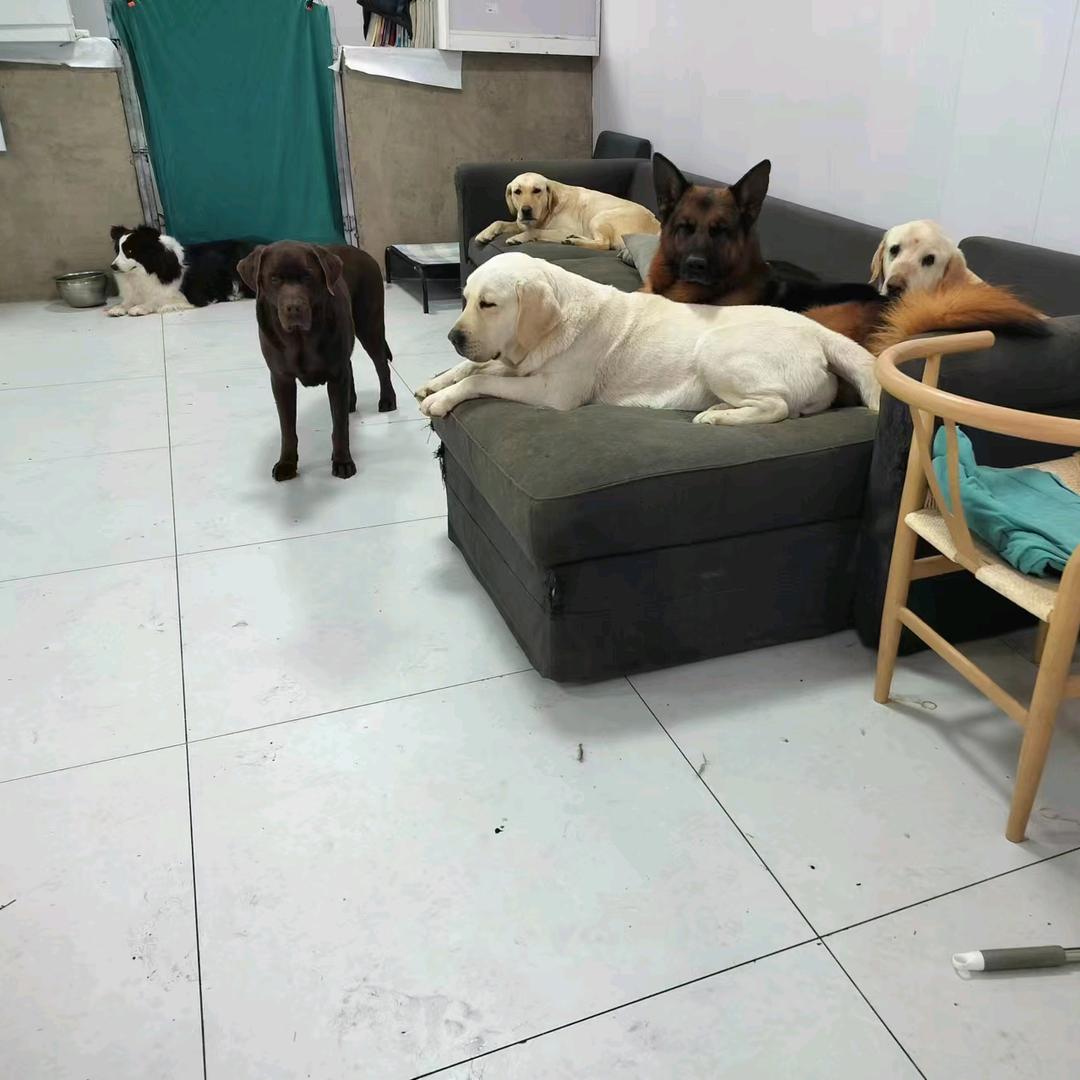 哮天犬宠物寄养公园