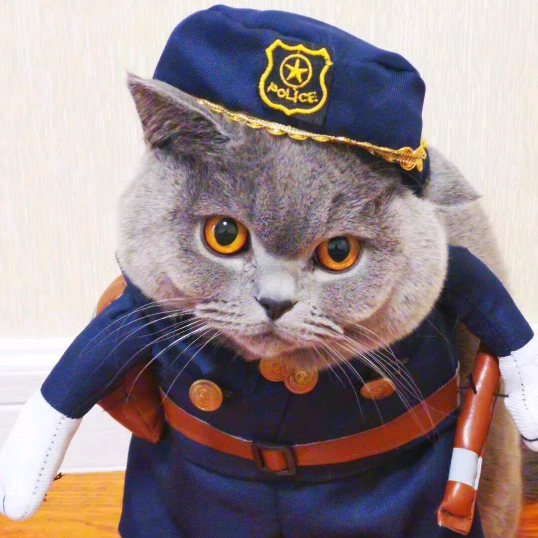 晓包是只懒猫