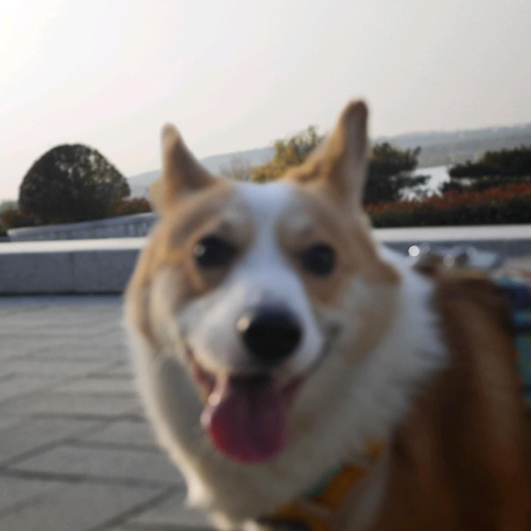 疯狂的大头