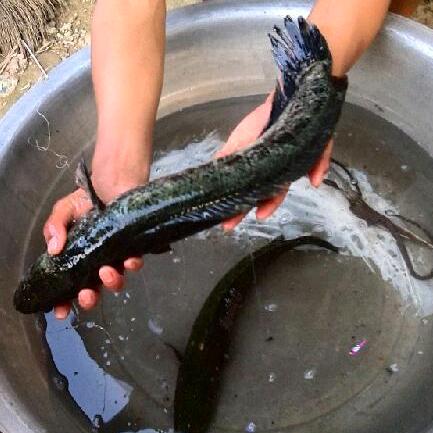 鱼🐟友