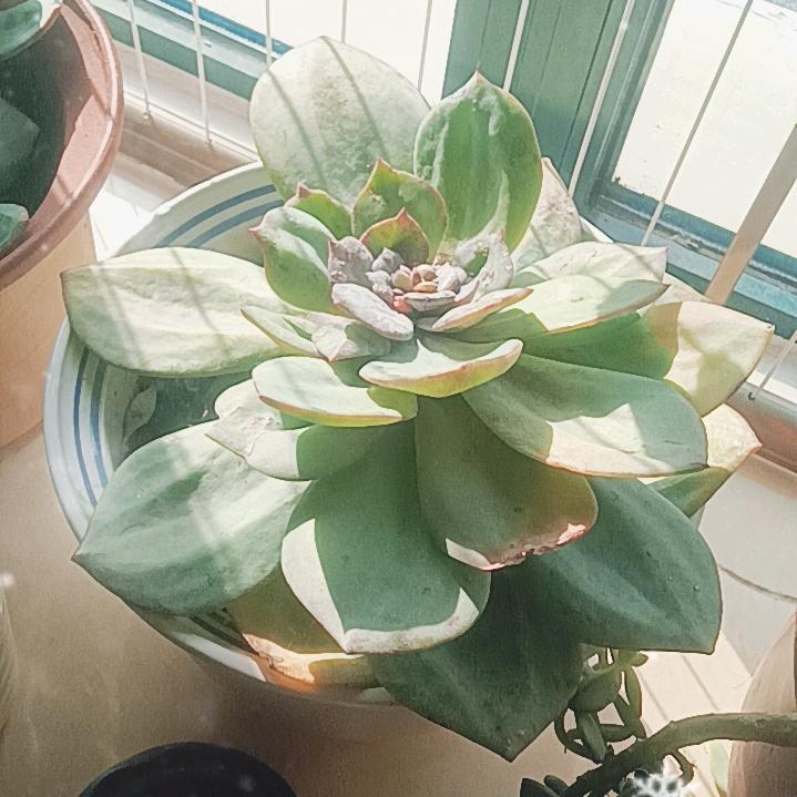 麦香源老面馒头