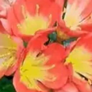 Ｗ木槿花
