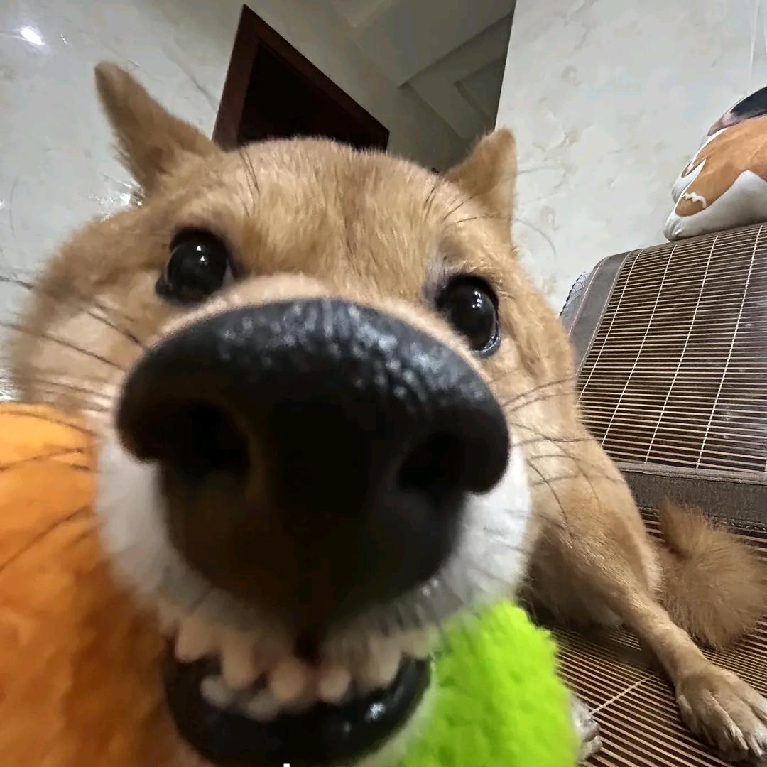 貂蝉的腿毛.