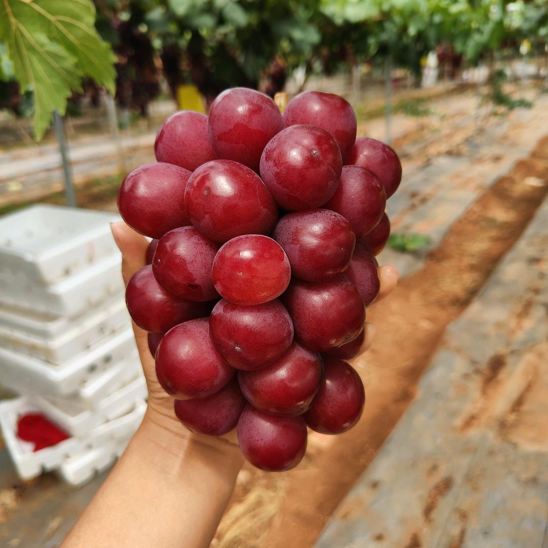 小周<罗拉玫瑰标杆种植户>
