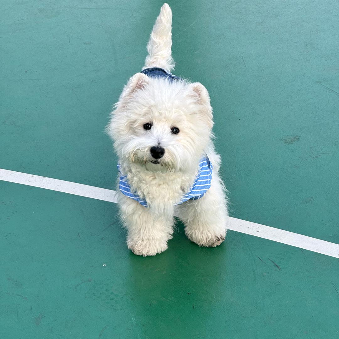 盛夏是只西高地