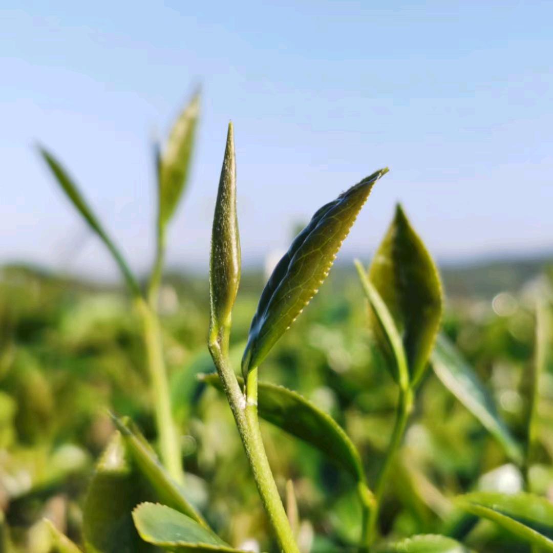 茶悦酒已~邓斌