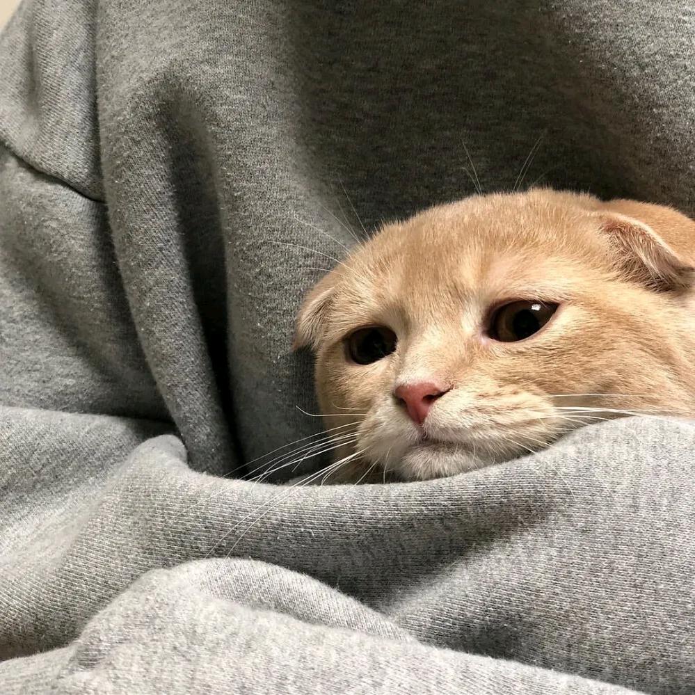 大眠