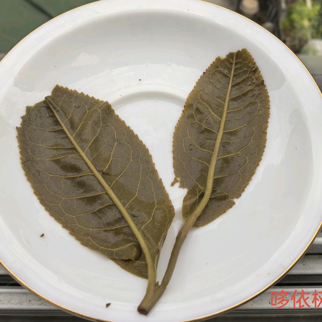 大脑壳