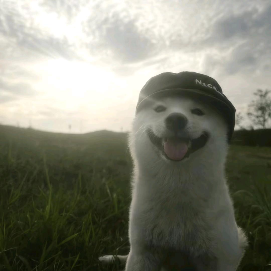 巧克力 .