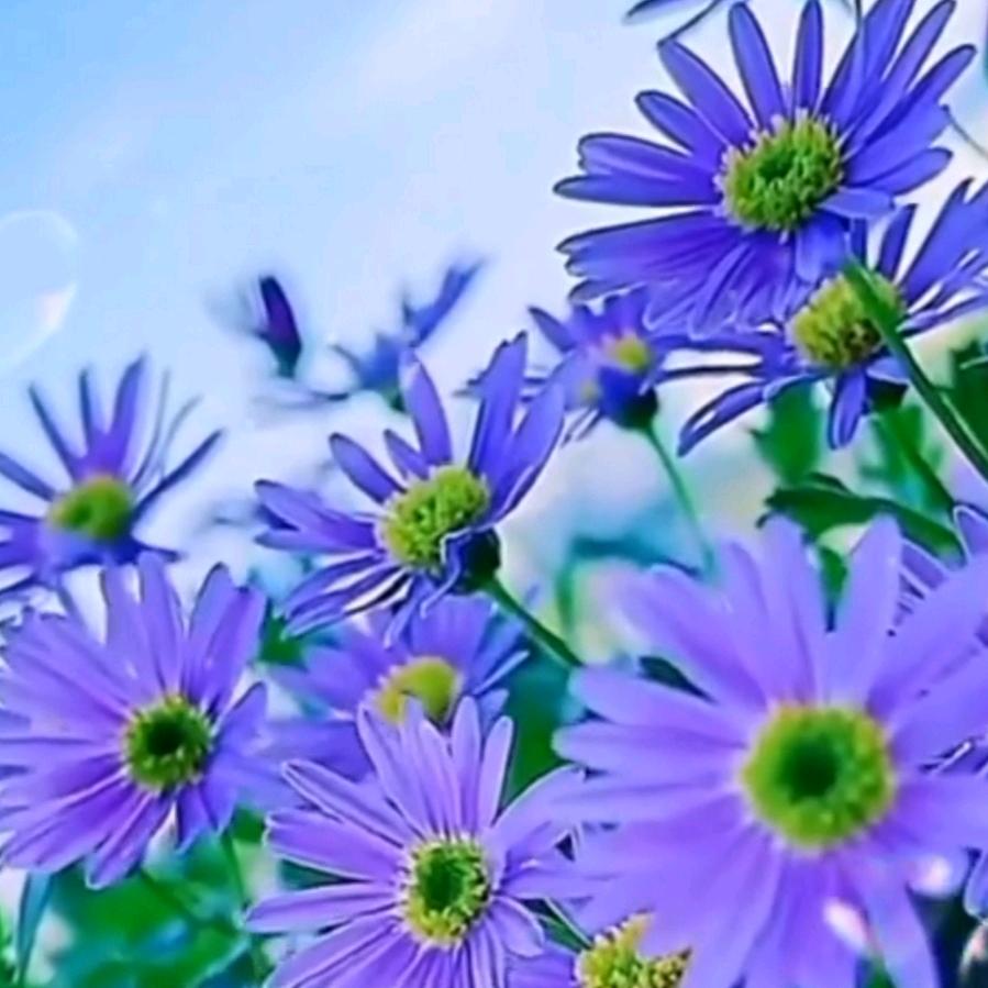 吉祥姐（经典服饰在橱窗）