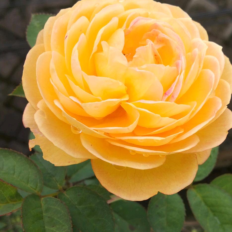 西南玉汽车销售