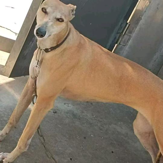 户外我是a 业余的