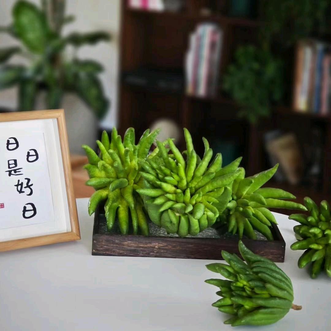 花念花艺生活馆