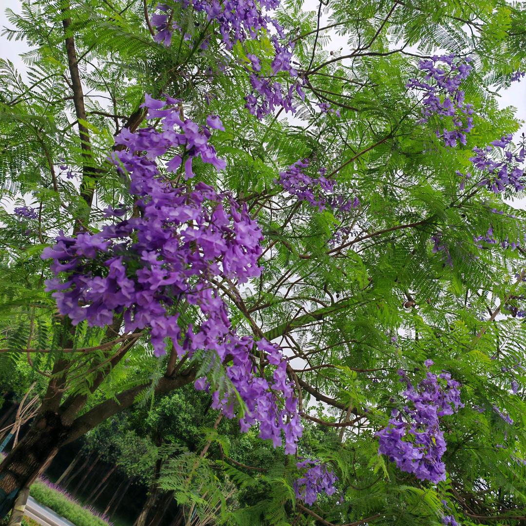 幸福像花儿一样