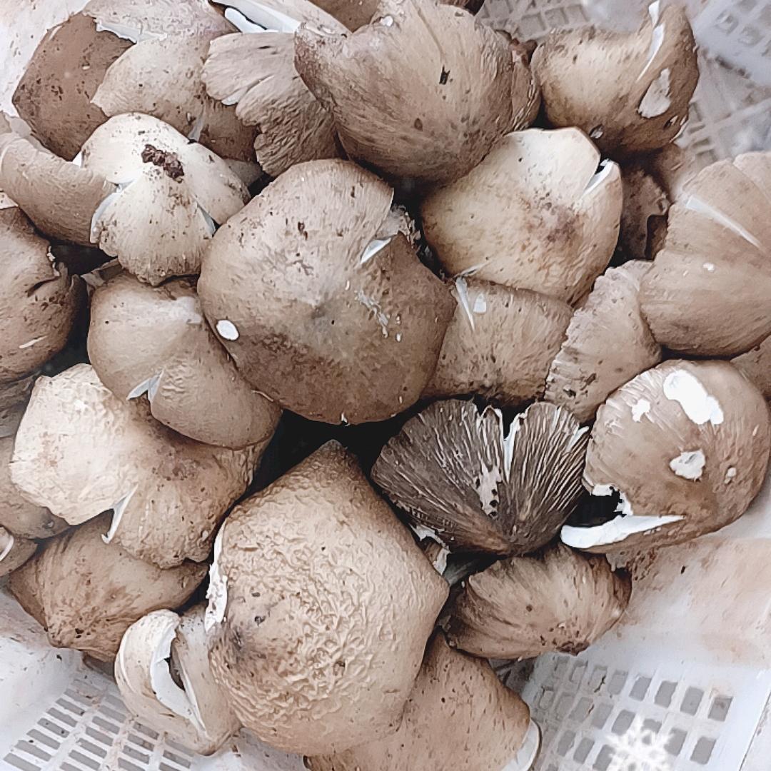 乐山小张野生菌(小号)