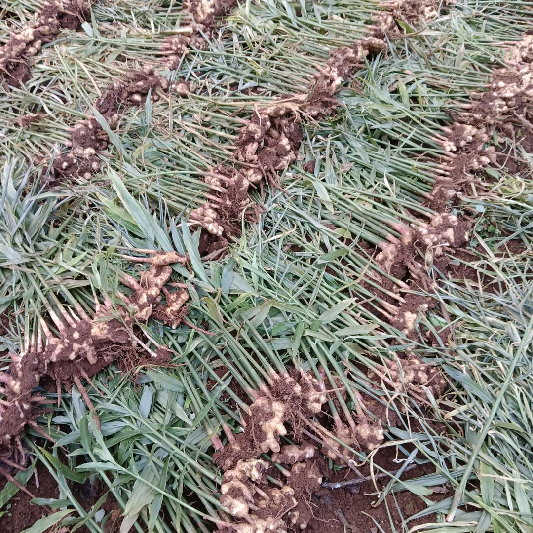 我在农村也开心🌹🌹