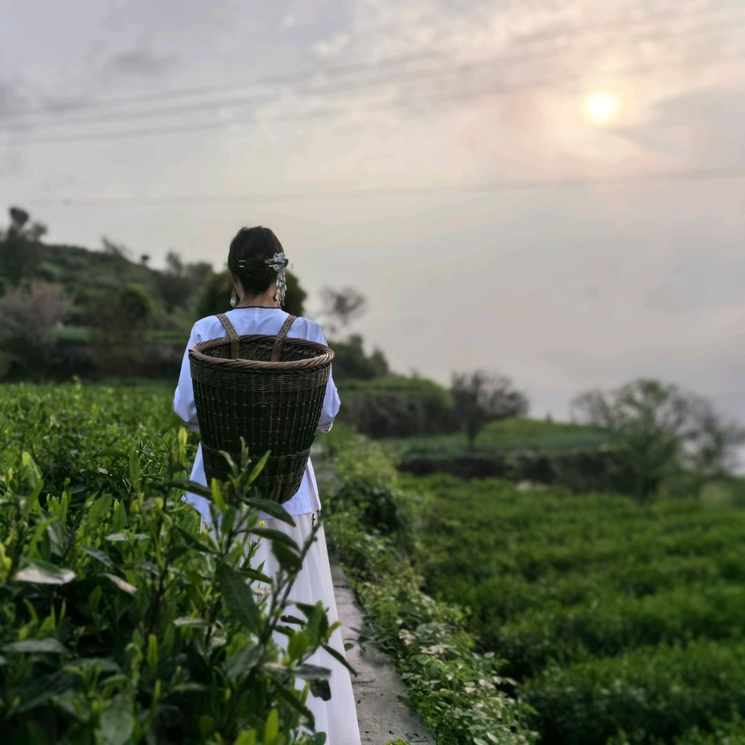 古阳河茶叶旗舰店